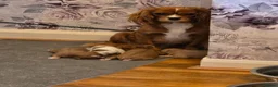 Cavalier King Charles Spaniel dogs for sale: Beautiful cavalier king Charles spaniel puppies  - Advert 14