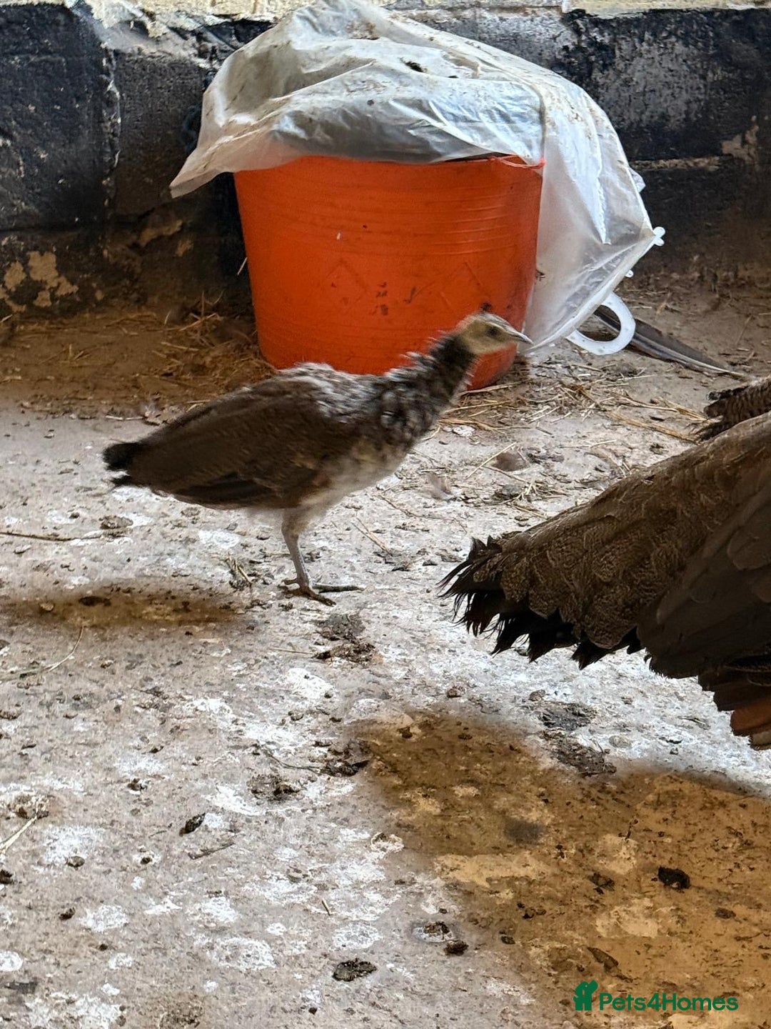 Peafowl poultry for sale: Mixed peafowl 10 weeks old  - Image 5