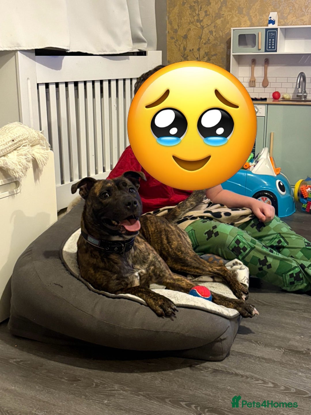 Mixed Breed dogs for sale: Female staffy cross  - Advert 4