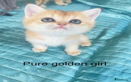 British Shorthair cats for sale: Gorgeous pure breed colour point and golden kitten - Image 16