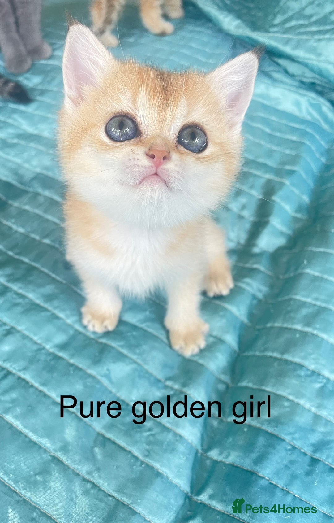 British Shorthair cats for sale: Gorgeous pure breed colour point and golden kitten - Image 16