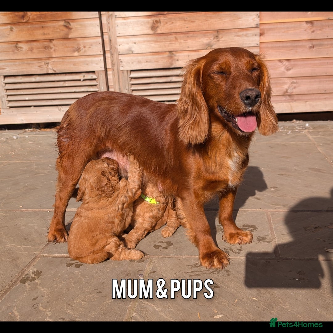 Cockapoo dogs for sale: 1 x Beautiful Red Cockerpoo Pup For Sale - Image 11