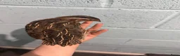 Quail poultry for sale: Coturnix/Japanise male Quail  - Advert 3
