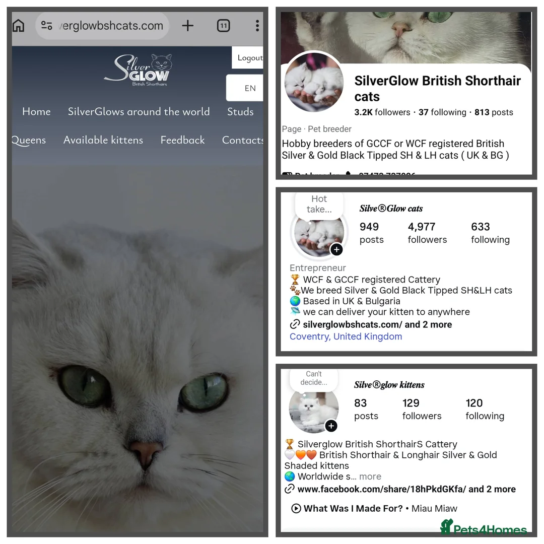 British Shorthair cats for sale: New arrivals 🤍 BSH Silver Tipped, GCCF reg - Advert 16