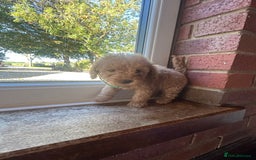 Cockapoo dogs for sale: 8 beautiful, stunning cockapoo  - Image 11