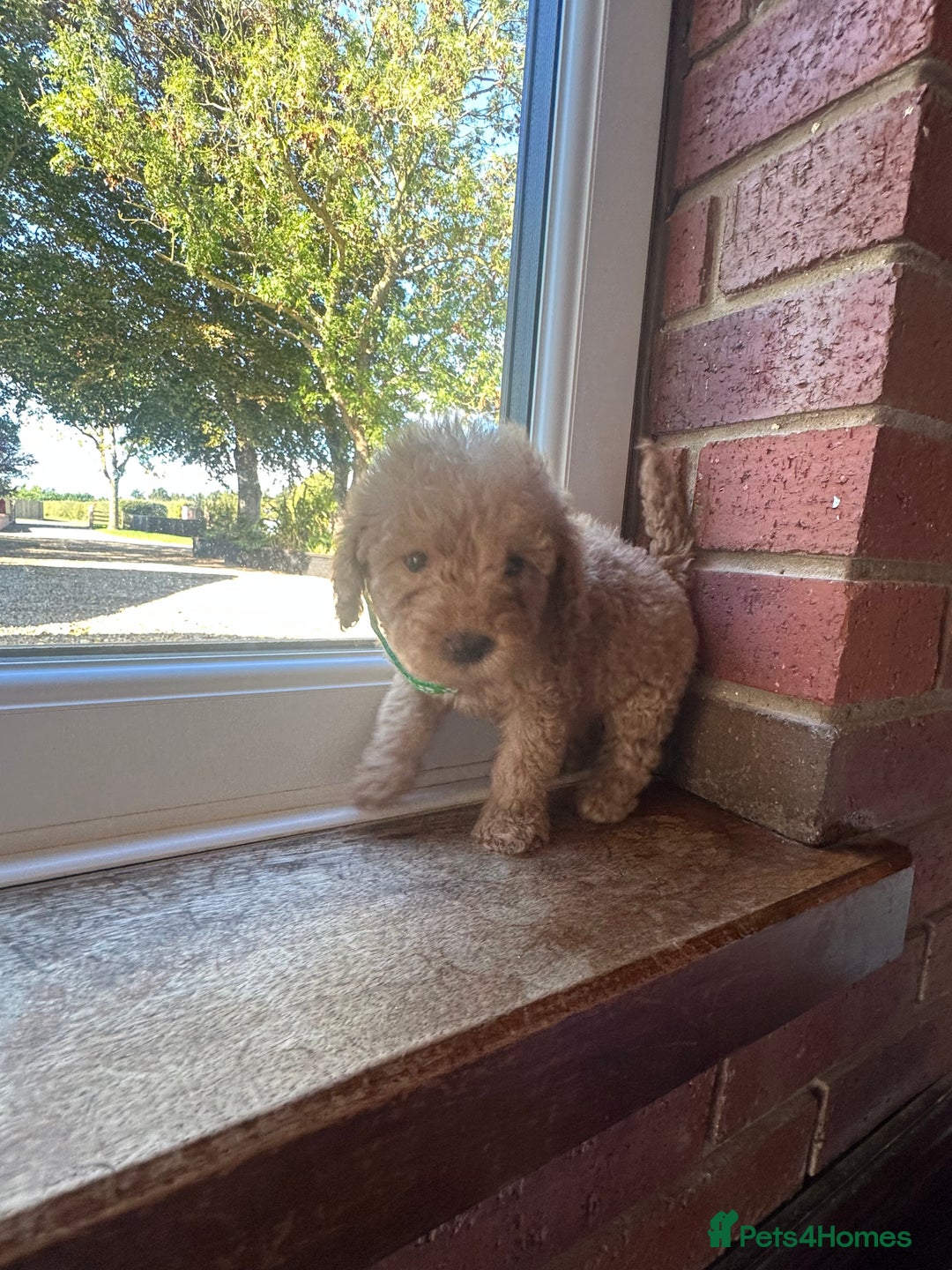 Cockapoo dogs for sale: 8 beautiful, stunning cockapoo  - Image 11