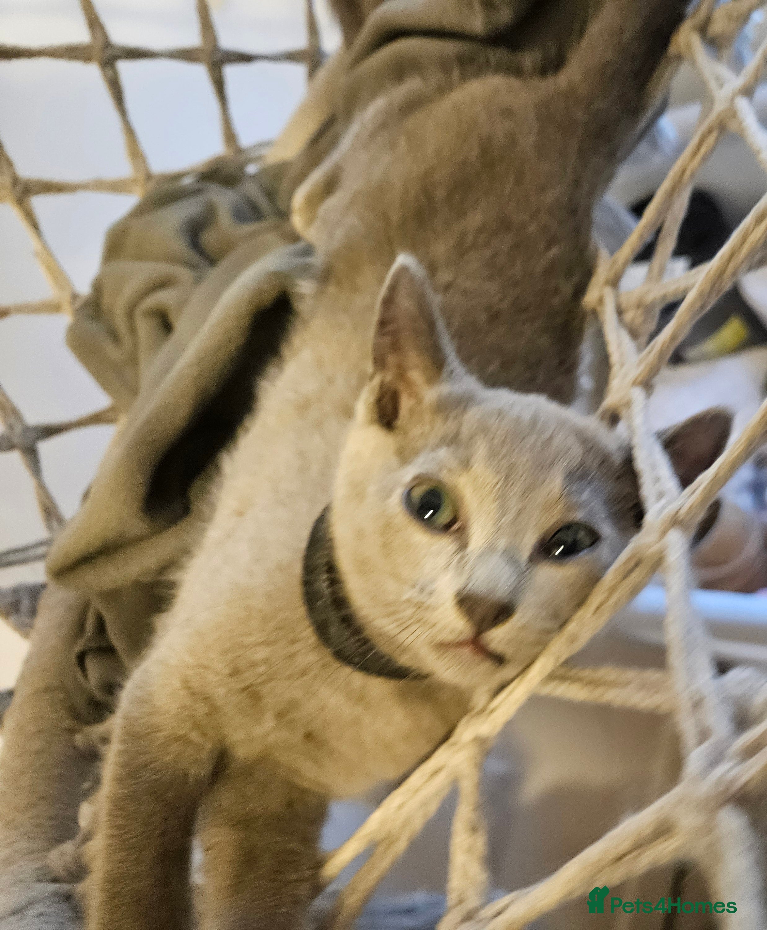 Russian Blue cats Beautiful russian blue kittens 4 girls ready now  - Advert 2