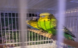 Budgerigars birds for sale: Blackwing and split bf - Image 4