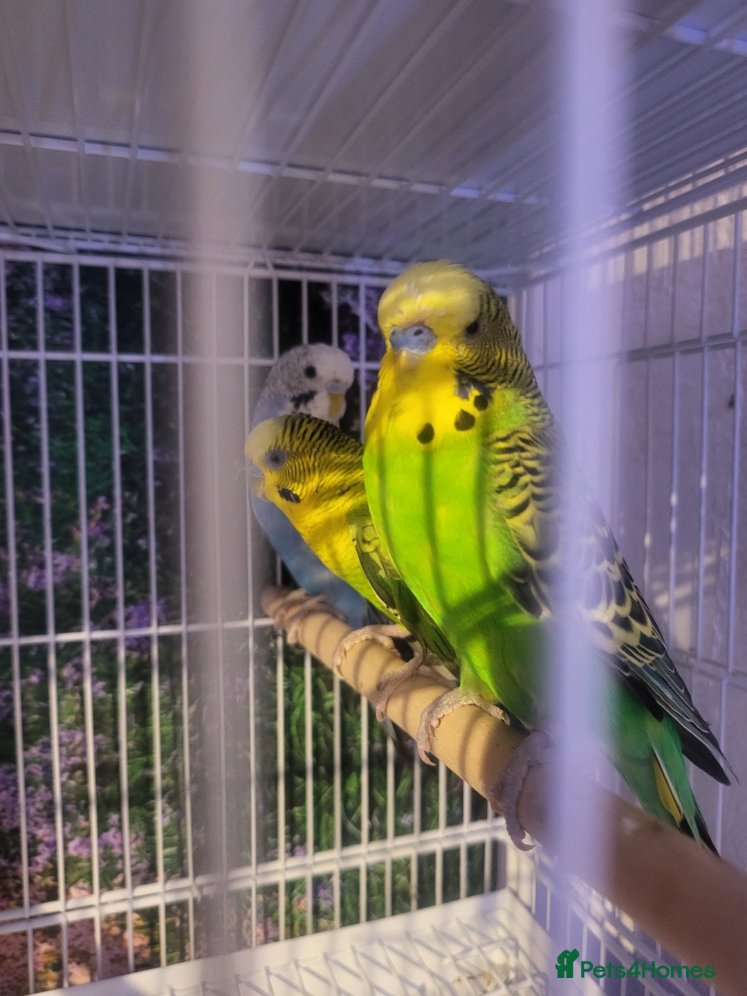 Budgerigars birds for sale: Blackwing and split bf - Image 4