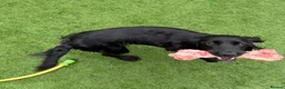 English Springer Spaniel dogs for sale: 2 springer spaniels female - Advert 2