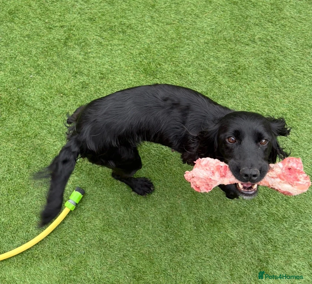 English Springer Spaniel dogs for sale: 2 springer spaniels female - Advert 2