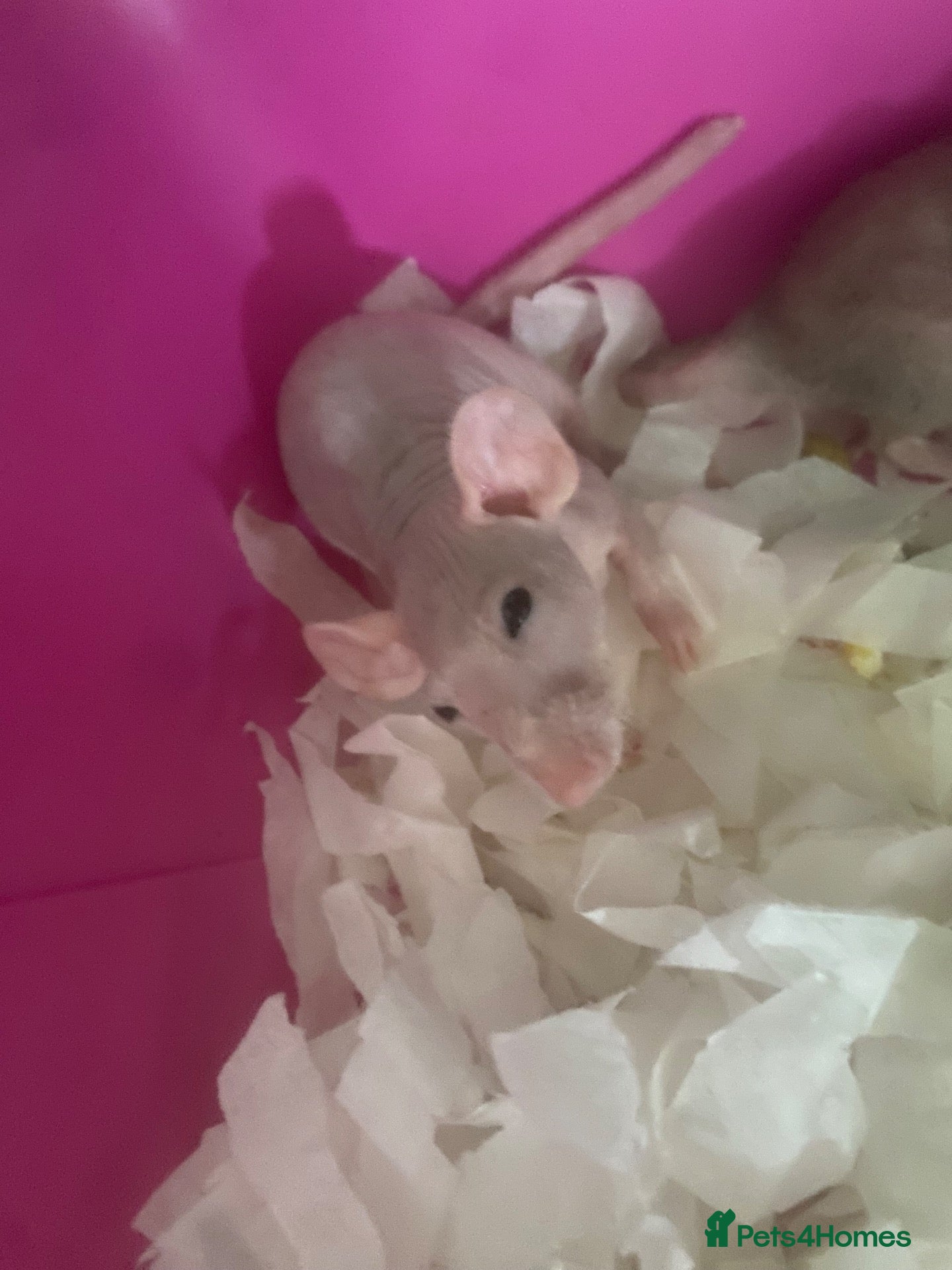 Rat rodents Hairless Dwarf rats - Advert 2