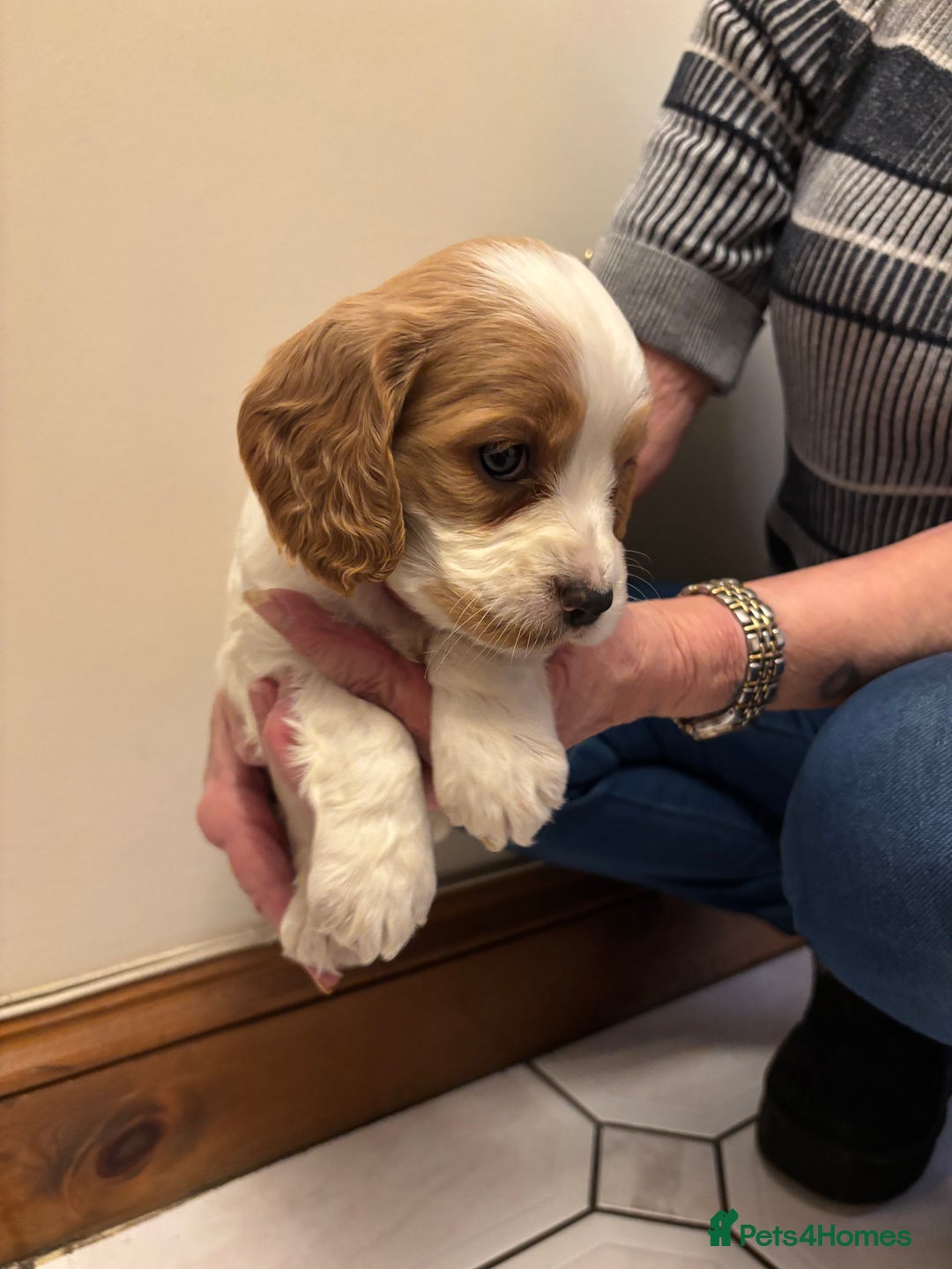 Cocker Spaniel dogs for sale: KC reg cocker spaniels  - Advert 37