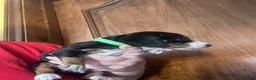 Miniature Dachshund dogs for sale: Miniature dachshund puppies - beautiful  - Advert 3