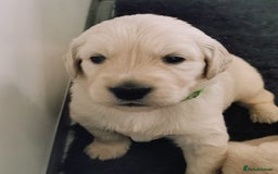 Golden Retriever dogs for sale: Golden Retriever puppies - Image 15