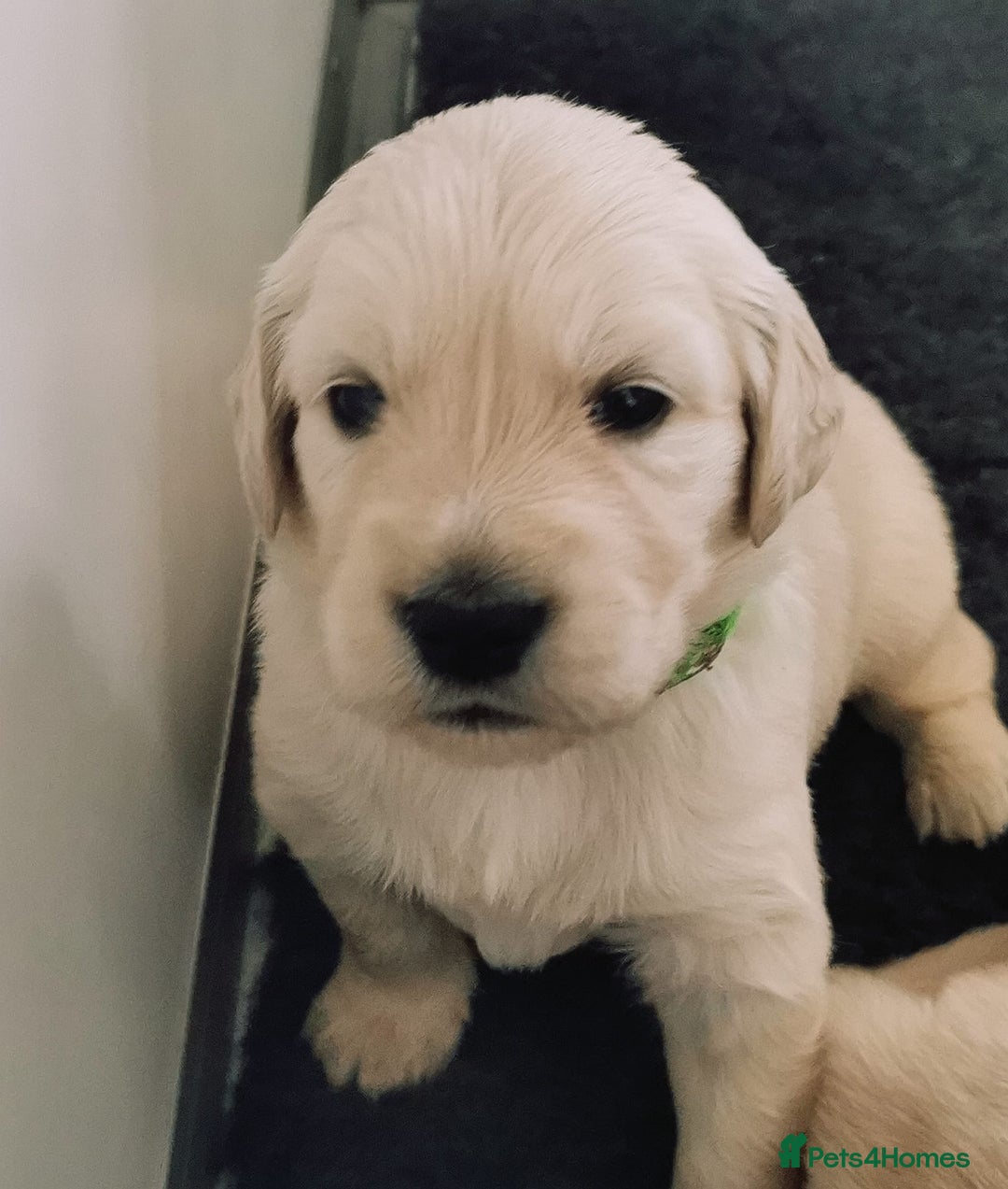 Golden Retriever dogs for sale: Golden Retriever puppies - Image 15