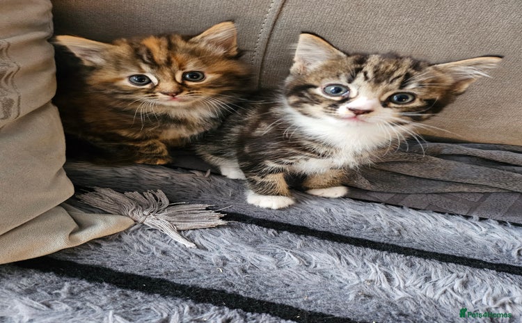 British Longhair cats - Advert 1