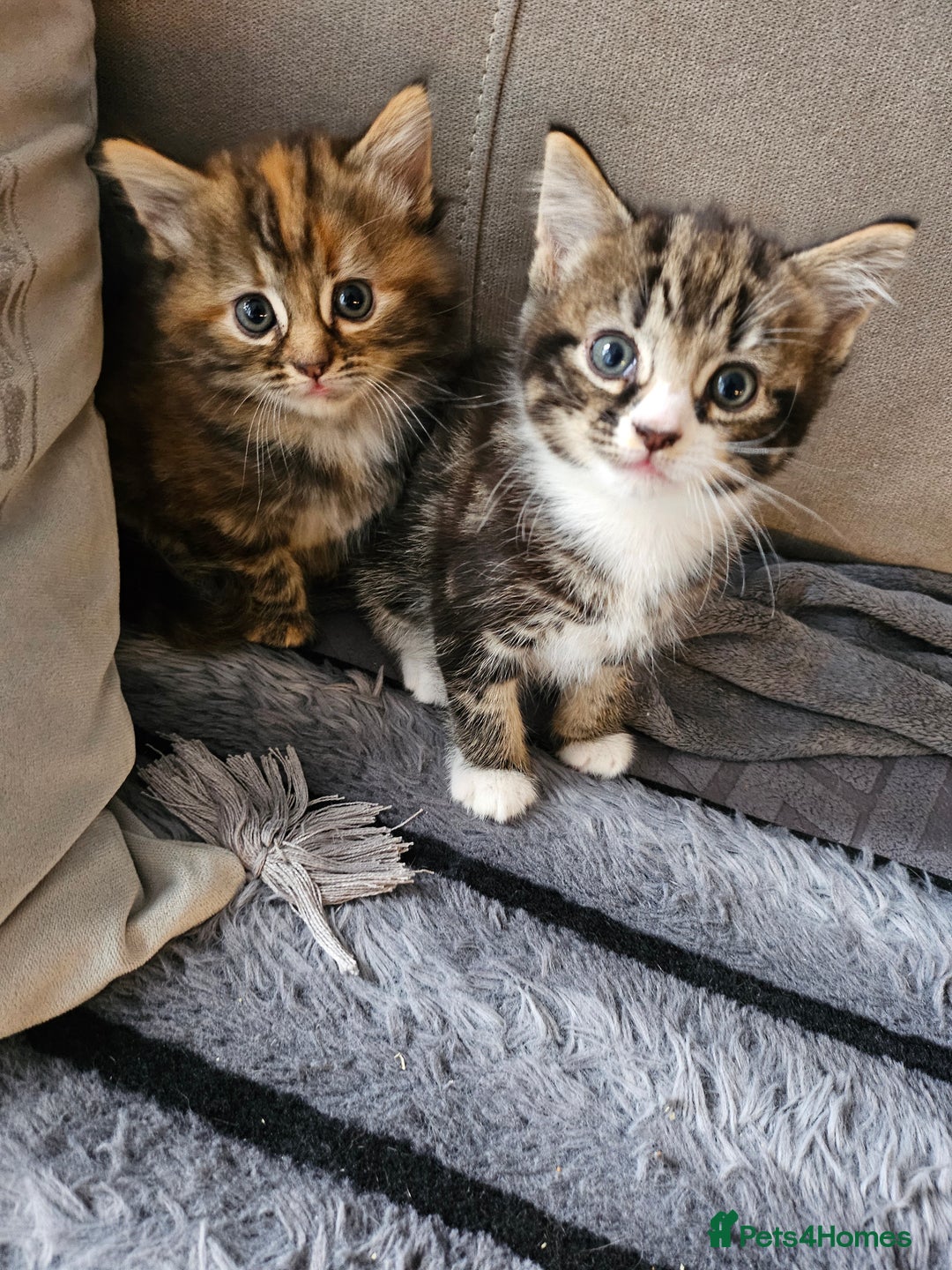 British Longhair cats for sale: Longhaired grey and black kittens, 2 ready now - Image 1