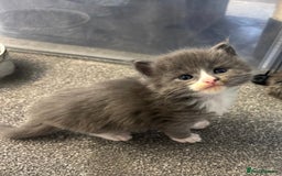 Maine Coon cats for sale: Beautiful RARE coloured Maine Coons - Image 37