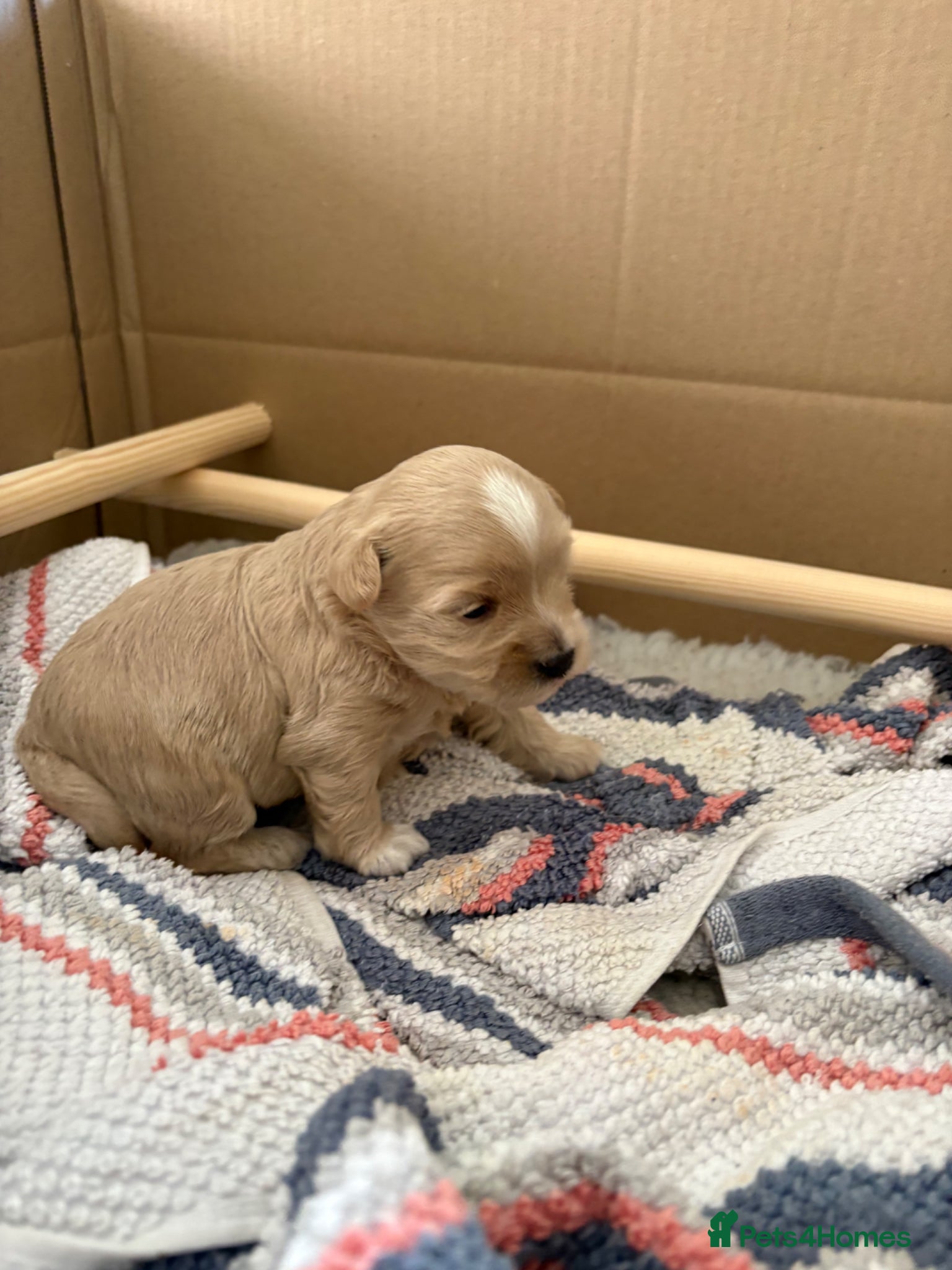 Maltipoo dogs Male Maltipoo puppy, champagne colour ready June  - Advert 4