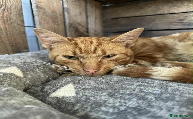 Mixed Breed cats - Advert 10