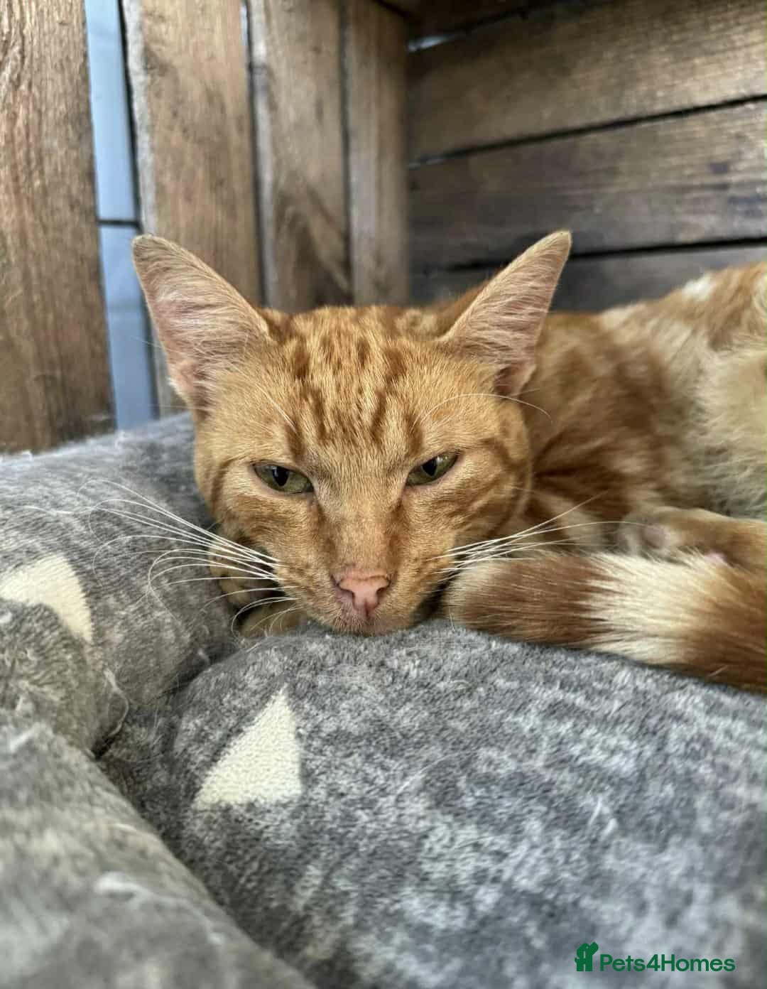 Mixed Breed cats for adoption: Pizza  - Image 1