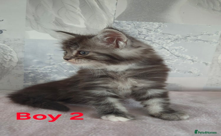 Ragcoon cats - Advert 2