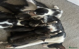 Bengal cats for sale: Beautiful kitttens - Image 4
