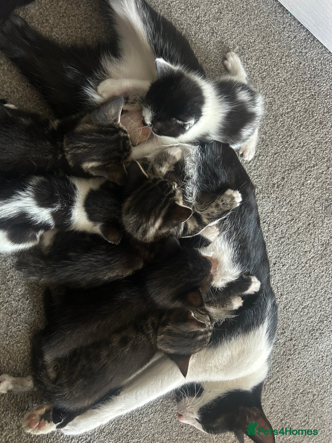 Bengal cats for sale: Beautiful kitttens - Image 4