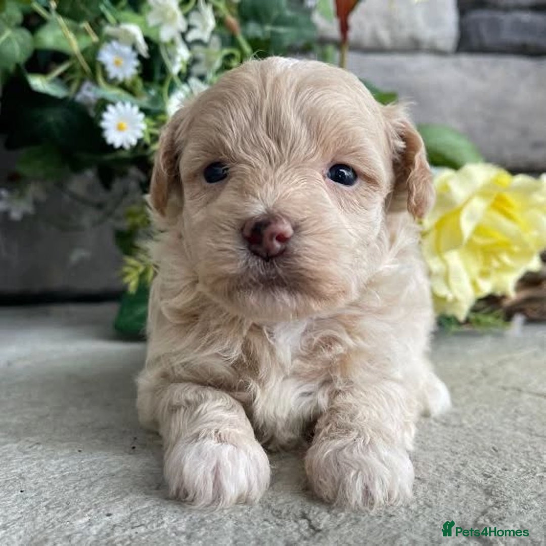 Maltipoo dogs for sale: Maltipoo puppies for sale - Advert 1
