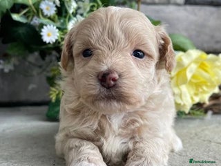 Maltipoo dogs Maltipoo puppies for sale - Advert 4