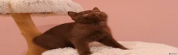 British Shorthair cats for sale: Ready Stunning Chocolate Champion bloodline BSH - Advert 8