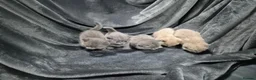 British Shorthair cats for sale: ☆☆ prestige chunky & fluffy, britsh shorthairs! ☆☆ - Advert 23