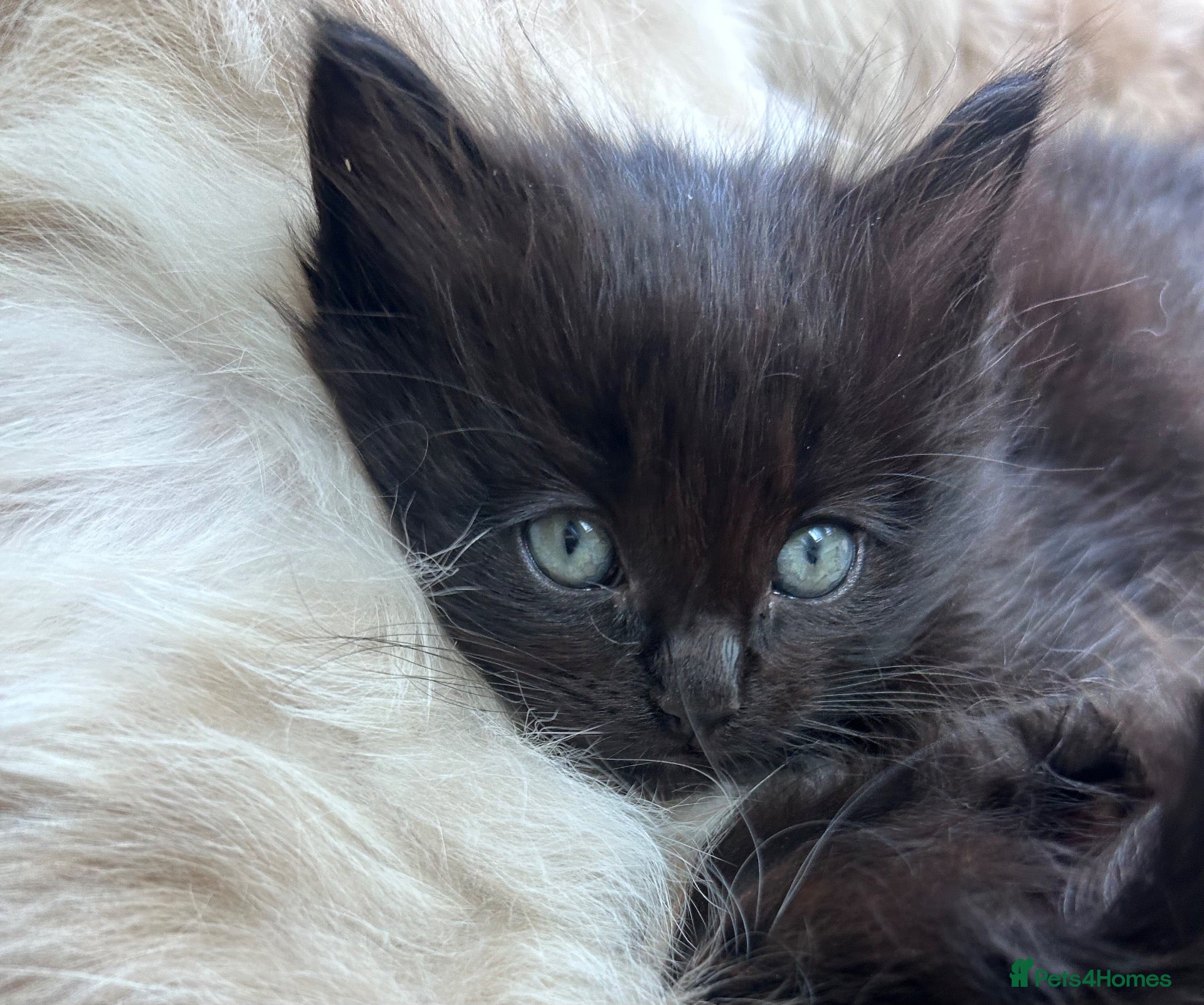 Ragdoll cats Last girl left  Ragdoll x British shorthair  - Advert 2