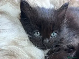 Ragdoll cats Last girl left Ragdoll x British shorthair - Advert 2