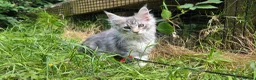 Maine Coon cats for sale: Adorable Maine Coon Kittens - Advert 34
