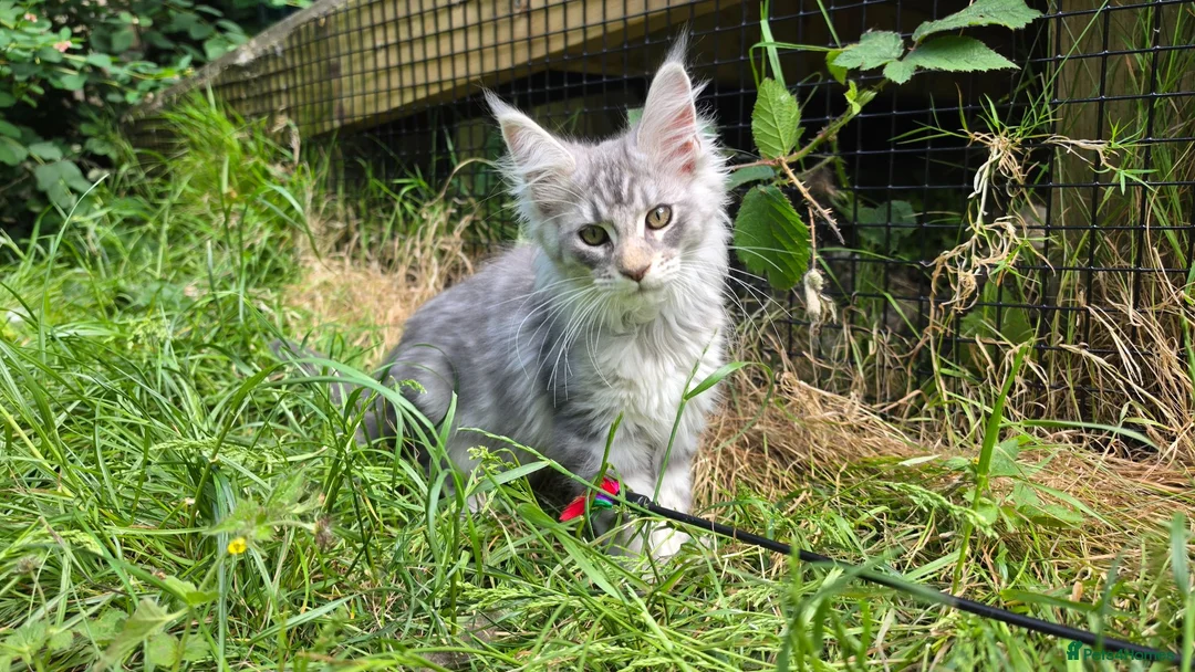 Maine Coon cats for sale: Adorable Maine Coon Kittens - Advert 34