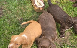 Sprocker dogs for sale: Sprocker Spaniels - Advert 10