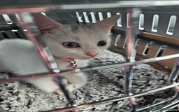 Mixed Breed cats for sale: Khao manee x russian - Image 1