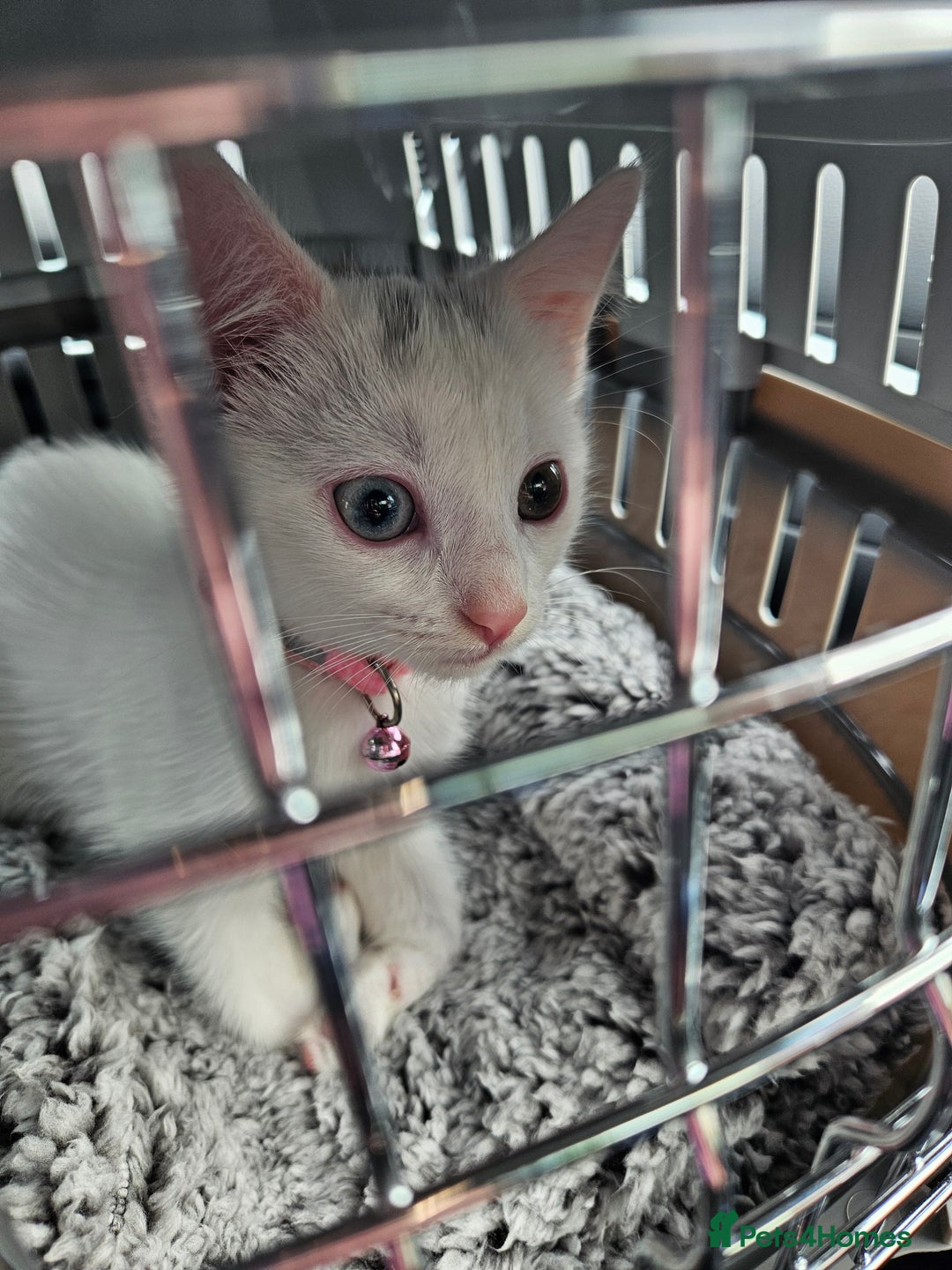 Mixed Breed cats for sale: Khao manee x russian - Image 1
