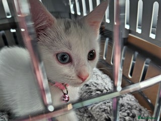 Mixed Breed cats - Advert 18