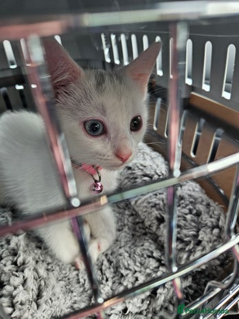 Mixed Breed cats - Advert 7