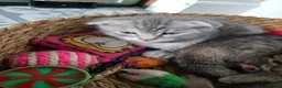 Bengal cats for sale: Beautiful Snow Bengal X Scottish Fold Kittens - Advert 11