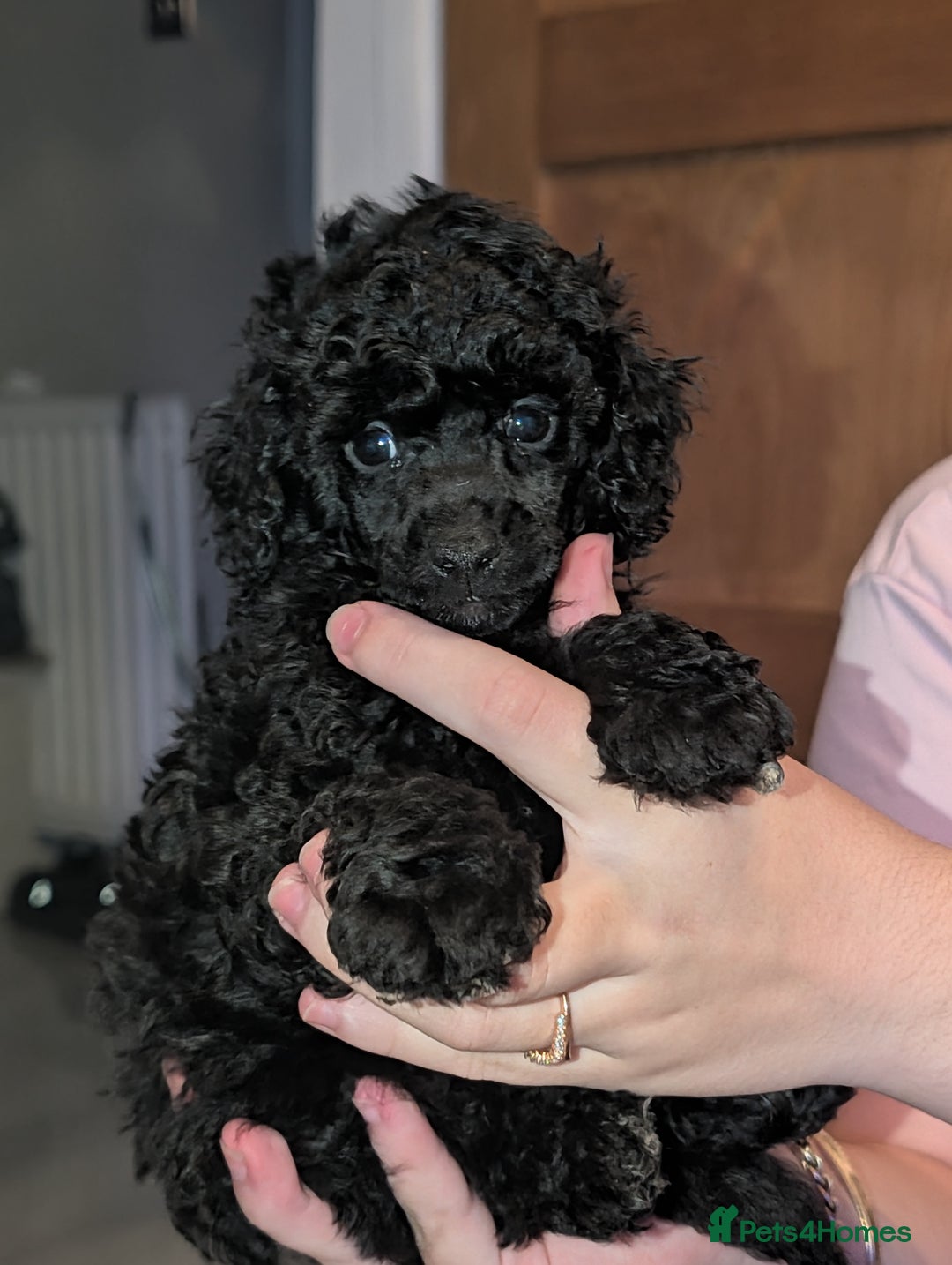 Toy Poodle dogs for sale: Toy poodle boys  - Image 7