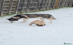 Siberian Husky dogs for sale: Rehoming my beloved Husky - Image 7