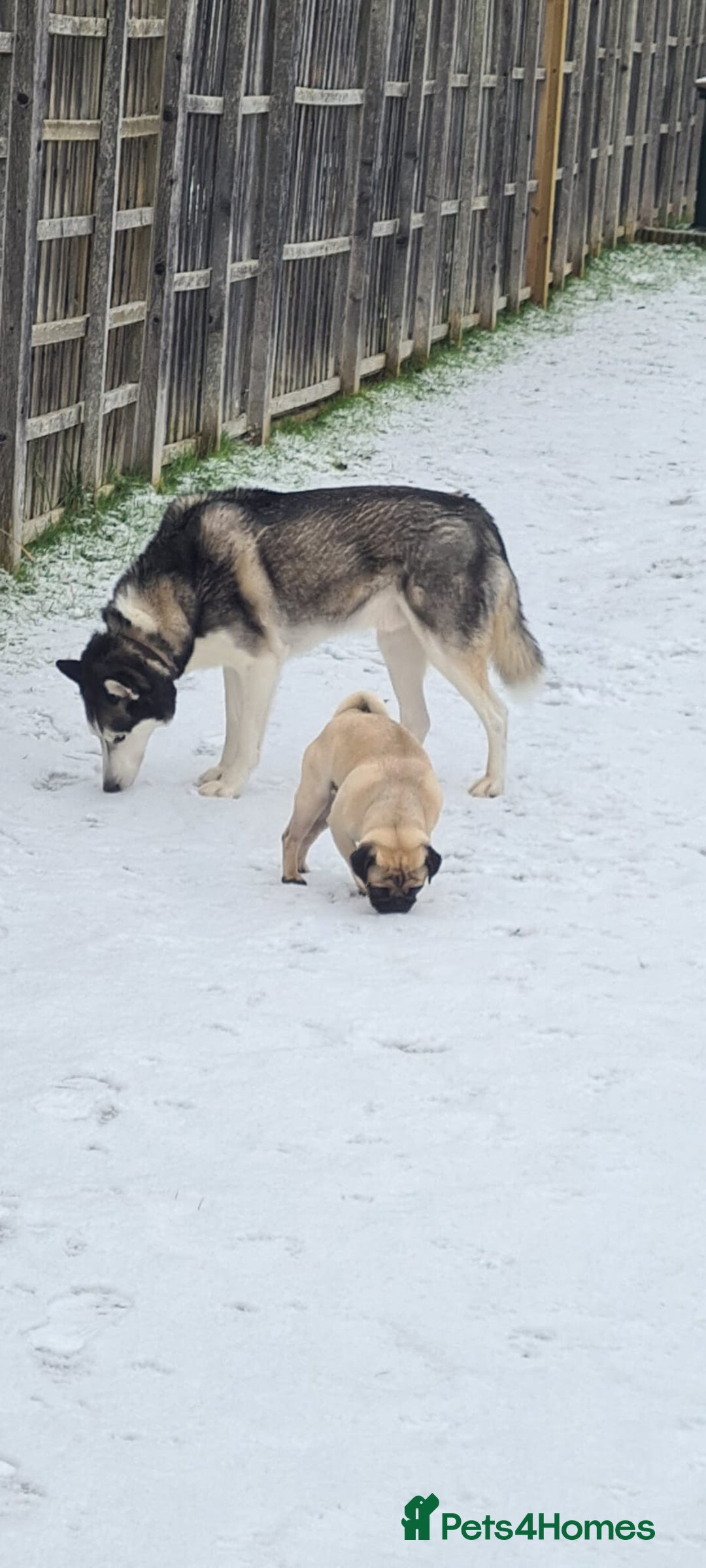 Siberian Husky dogs for sale: Rehoming my beloved Husky - Image 7