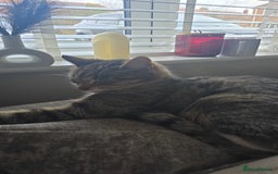 Mixed Breed cats for sale: Female mother and daughter  - Image 5