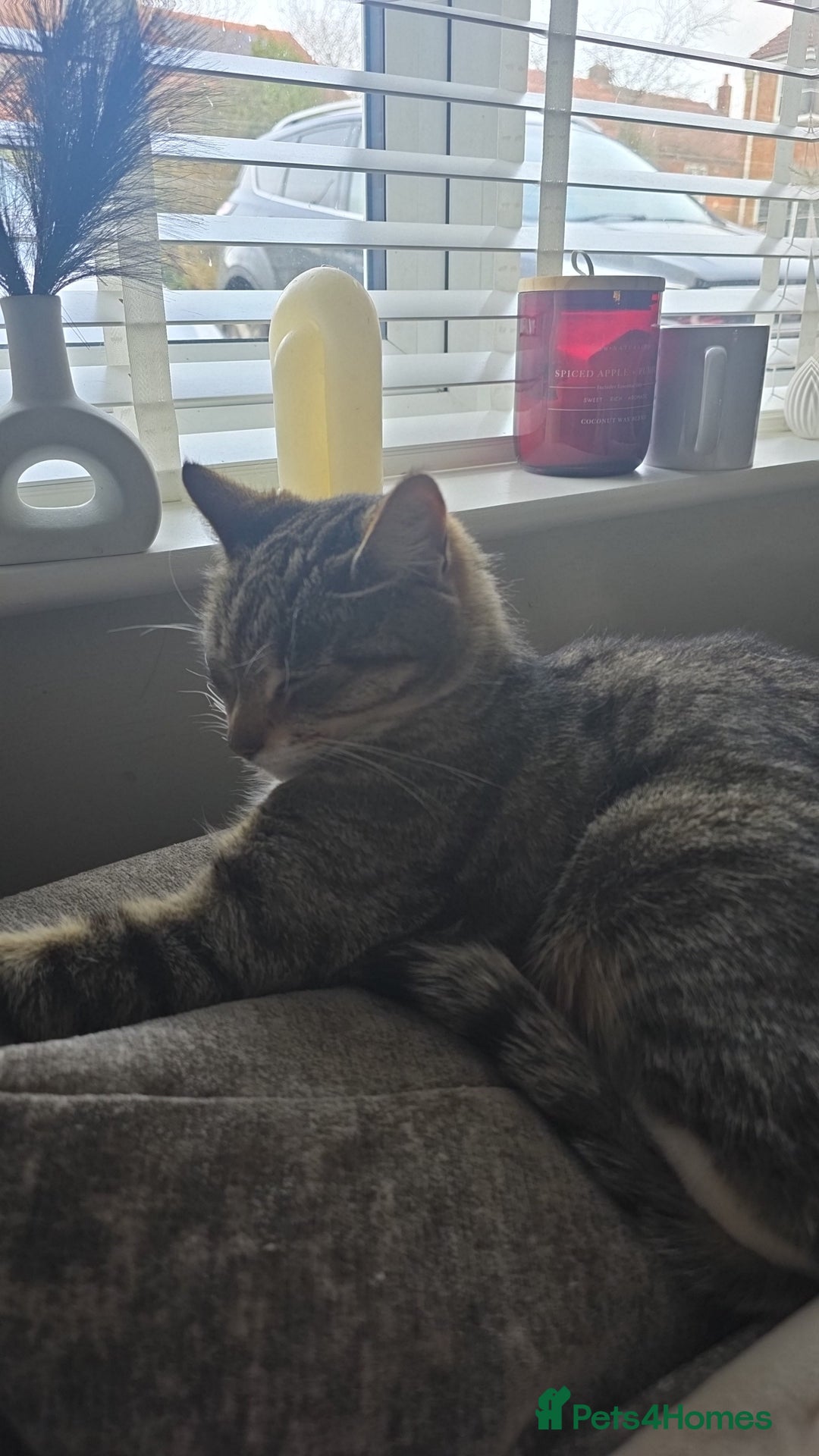 Mixed Breed cats for sale: Female mother and daughter  - Image 5