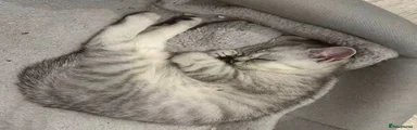 British Shorthair Kitten 1
