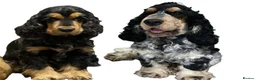 Cocker Spaniel dogs for sale: Cocker Spaniel Show Type - Advert 3